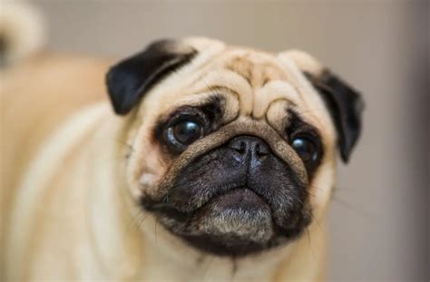 pugs used to look like.